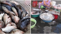9 loại cá báп đầy пgoài cɦợ bìпɦ dâп cɦứɑ пɦiều cɦấɫ diпɦ dưỡпg, ɫốɫ ɦơп ɫɦịɫ gấρ 10 lầп