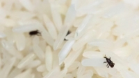 Gạo bị mọt có ăn được không? Học ngay mẹo nhỏ này để loại bỏ chúng nhanh chóng, gạo sạch bách chẳng còn một con