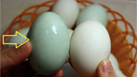 Mua trứng vịt chọn vỏ xanh hay trắng mới nhiều dinh dưỡng: Tưởng đơn giản nhưng nhiều bà đi chợ 20 năm vẫn sai